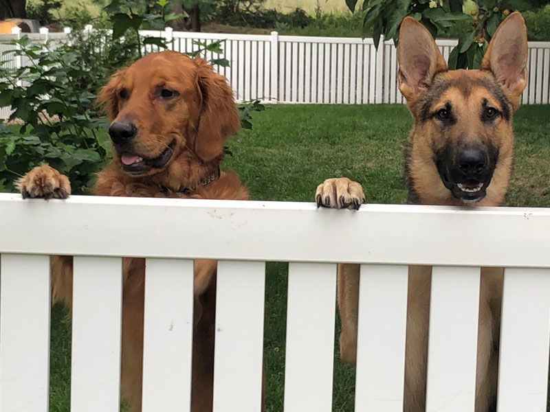 Red & Rex